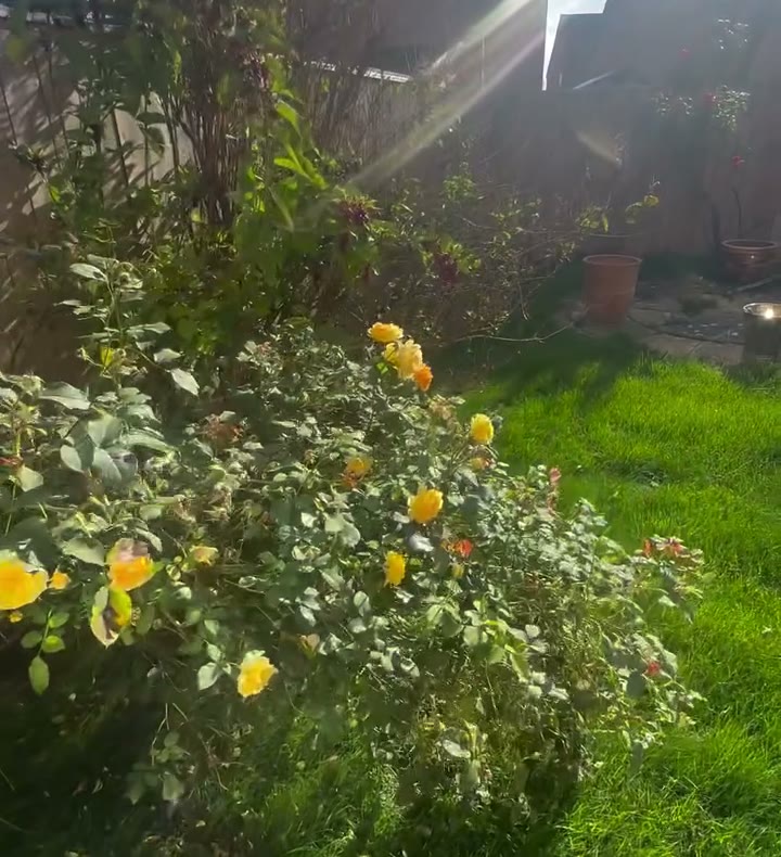 Before: overgrown rose bushes and shrubs spilling across the border onto the lawn