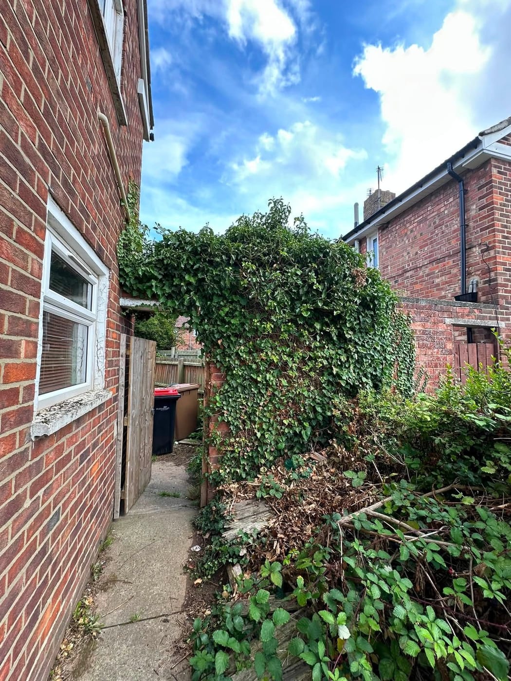 Before: ivy grown right over the wall and arching across the side passage